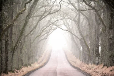 Misty Tree Tunnel Road