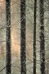 Mistig winterbos
