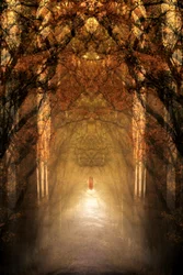 De mystieke bostunnel