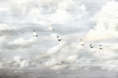 Zwaaien in vlucht