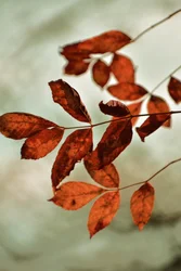 Warme herfstbladeren