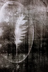 Witte-Veren-Maan