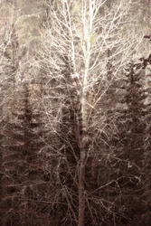 Winterboslicht