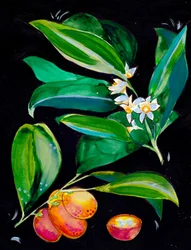 Sinaasappels en bloesems