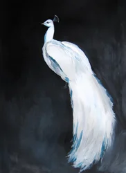 Majesteit van de witte pauw