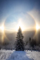 Zonnehalo rond een besneeuwde boom