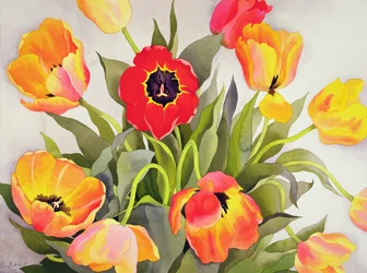 Oranje en Rode Tulpen
