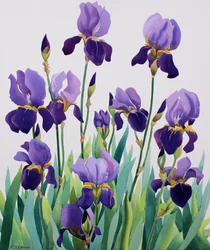 Paarse Irissen