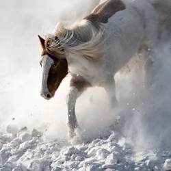 Dynamisch paard in de sneeuw