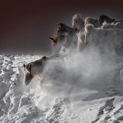 Galopperende sneeuwhorses
