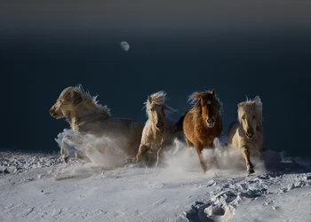 Galopperende sneeuwhorses