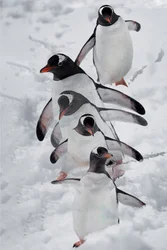 Pinguïns in de sneeuw