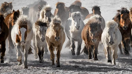 Wilde paarden stormen naar voren