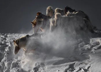 Wilde paarden in de sneeuw