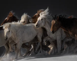 Rennende wilde paarden
