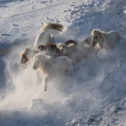 Wilde paarden rennen door de sneeuw