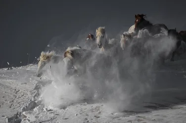Wilde paarden rennen door de sneeuw