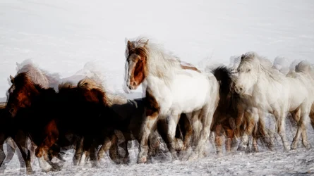 Wilde paarden in winterse beweging
