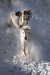 Wilde winterpaarden