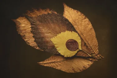 Herfstbladoog