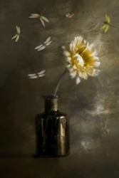 Gouden bloemenlibellen