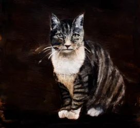 Elegante tabbykat