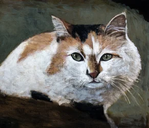 De oplettende lapjeskat