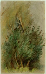 Tucheler Heide (Bosstudie)