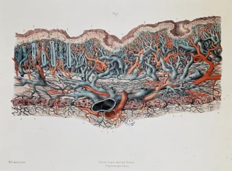 Macroscopische anatomie van de slijmvliezen van de darm, Claude Bernard, Bibl. van de faculteit geneeskunde