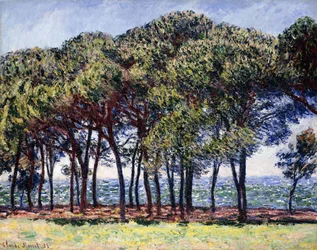 Pijnbomen, Cap d