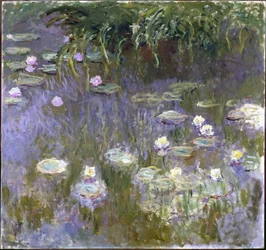Waterlelies