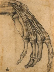 Anatomische Studie van een Hand