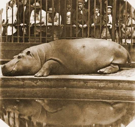 Obaysch de Nijlpaard, London Zoo