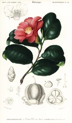 Japanse camellia, Camellia japonica