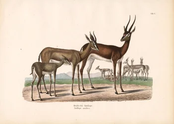 Arabische Oryx in halfwoestijn