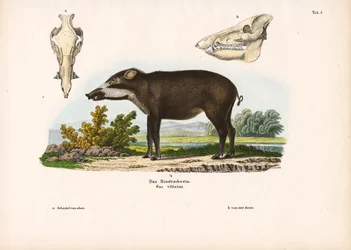 Geband varken met anatomische details