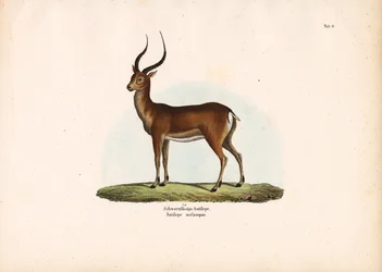 Zwartvoetige antilope