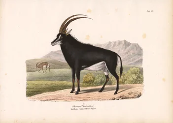 Zwarte paardantilope