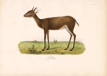 Duiker in de savanne