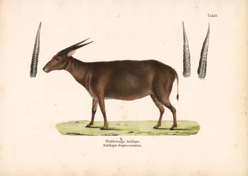 Plathoornige antilope