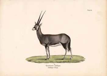 Gemsbok of Zuid-Afrikaanse Oryx
