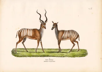 Grote koedoe in mannelijke en vrouwelijke vorm