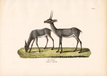 Grijs Rhebok
