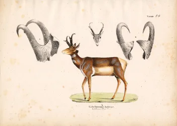 Pronghorn Antilope met Hoorn Illustraties