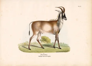 Roan antilope