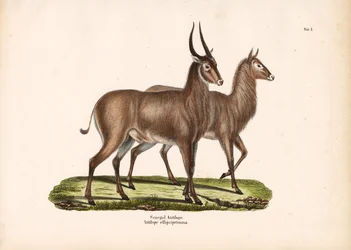 Senegal Antilope