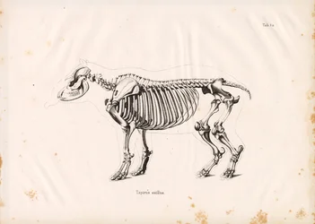 Skelet van de laaglandtapir