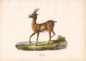 De Saiga antilope