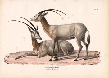 Witte Oryx