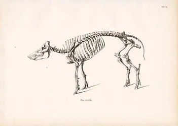 Wild zwijn skelet